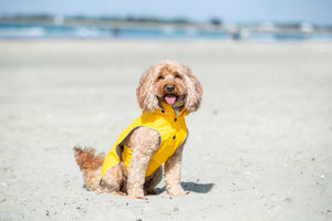 Safe Sun Week - Protecting your dog in the Summer months